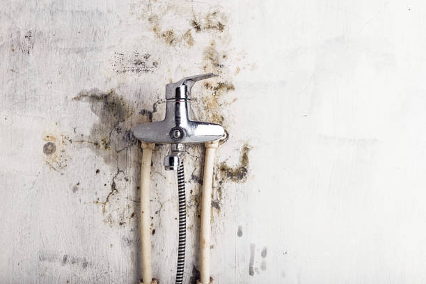 Best Local Mold Removal Service  in Metter, GA