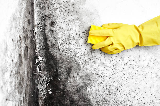 Best Home Mold Removal  in Metter, GA