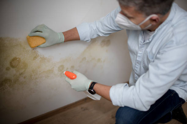 Best Mold Damage Repair  in Metter, GA