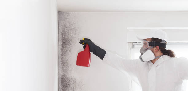 Best Black Mold Removal  in Metter, GA