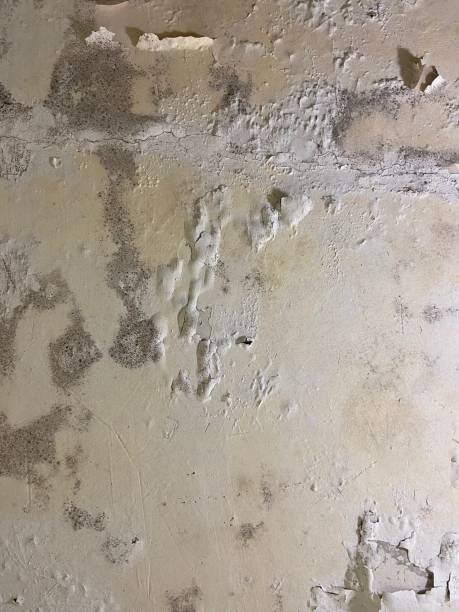 Best Mold Remediation  in Metter, GA