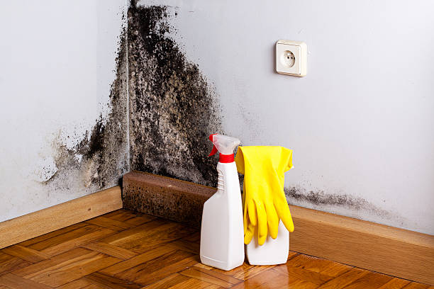 Home Mold Removal in Metter, GA