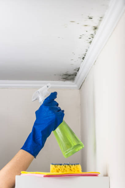 Best Crawl Space Mold Removal  in Metter, GA